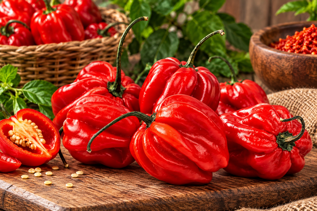 Afrikanische rote Chili | African Red Chilli