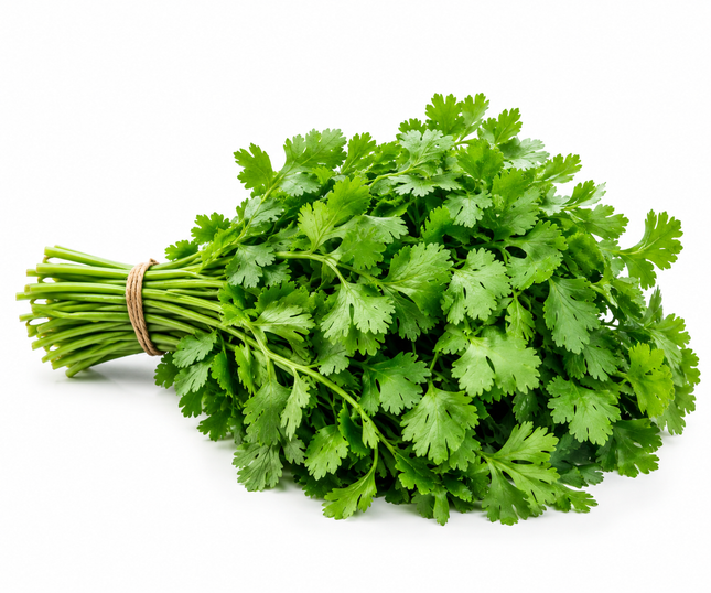 Frischer Koriander – aromatische Kräuter im Bund
