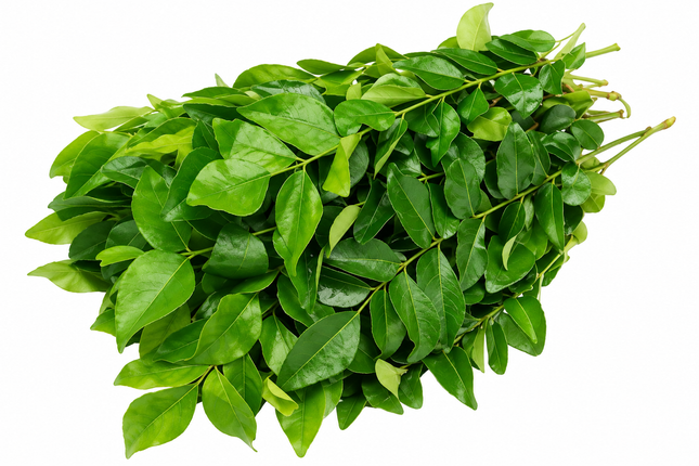 Frische Curryblätter (Curry Leaves) 30–40 g