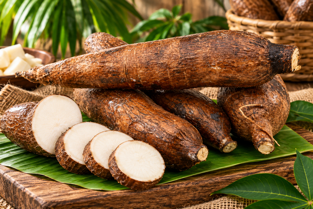Frischer Maniok (Cassava / Yuca)