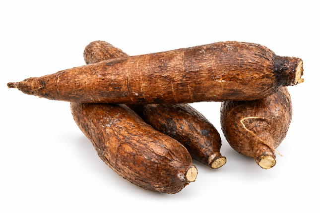 Frischer Maniok (Cassava / Yuca)
